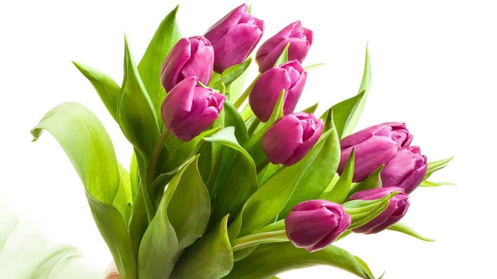 Holidays___International_Womens_Day_Beautiful_pink_tulips_for_girl_on_March_8_057094_.jpg